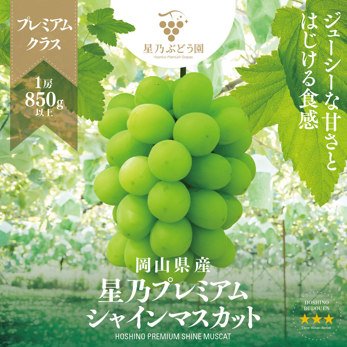 シャインマスカットページ 山形直送計画】山形県産シャインマスカット – oboco grapes