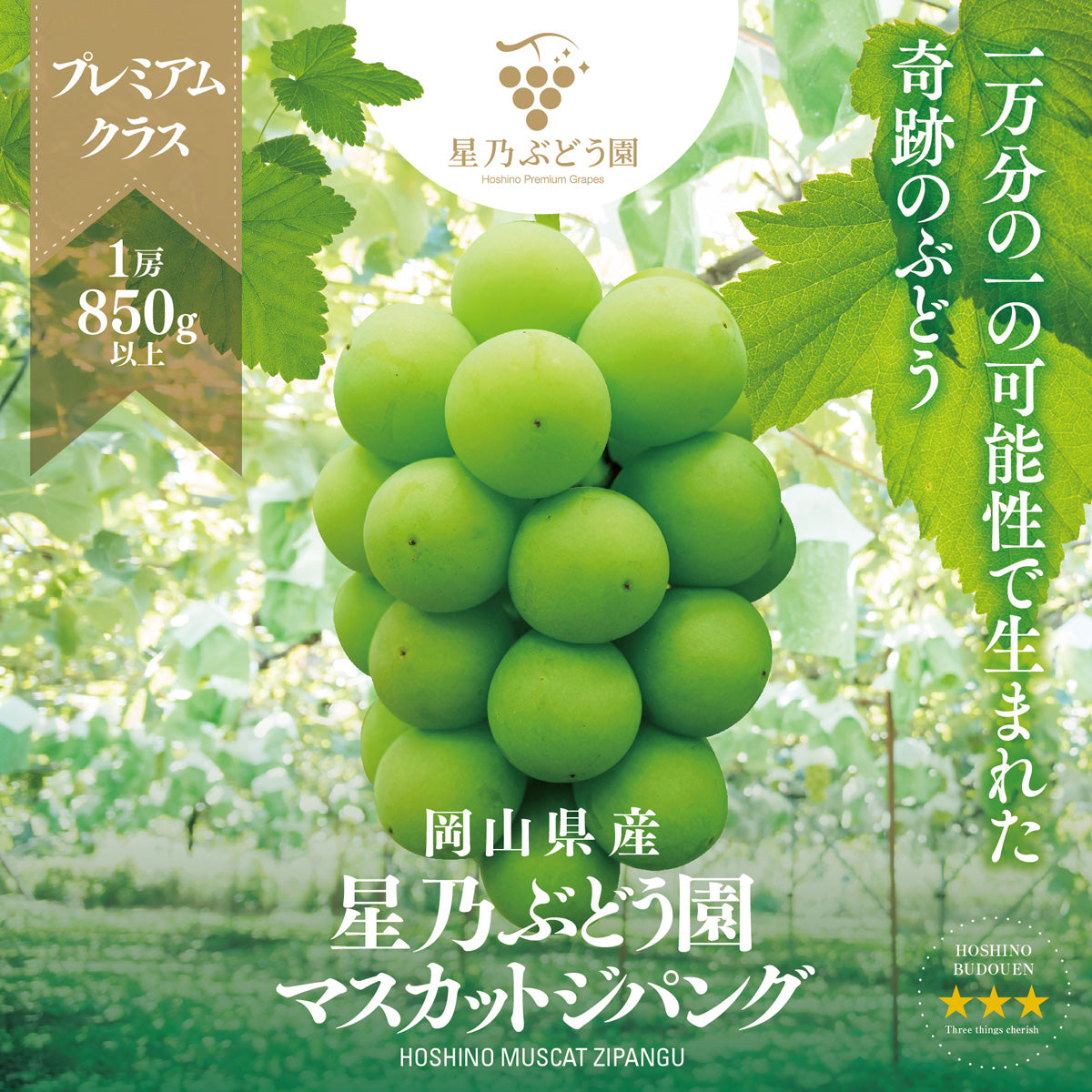 星乃ぶどう園マスカットジパング 1房 850g以上